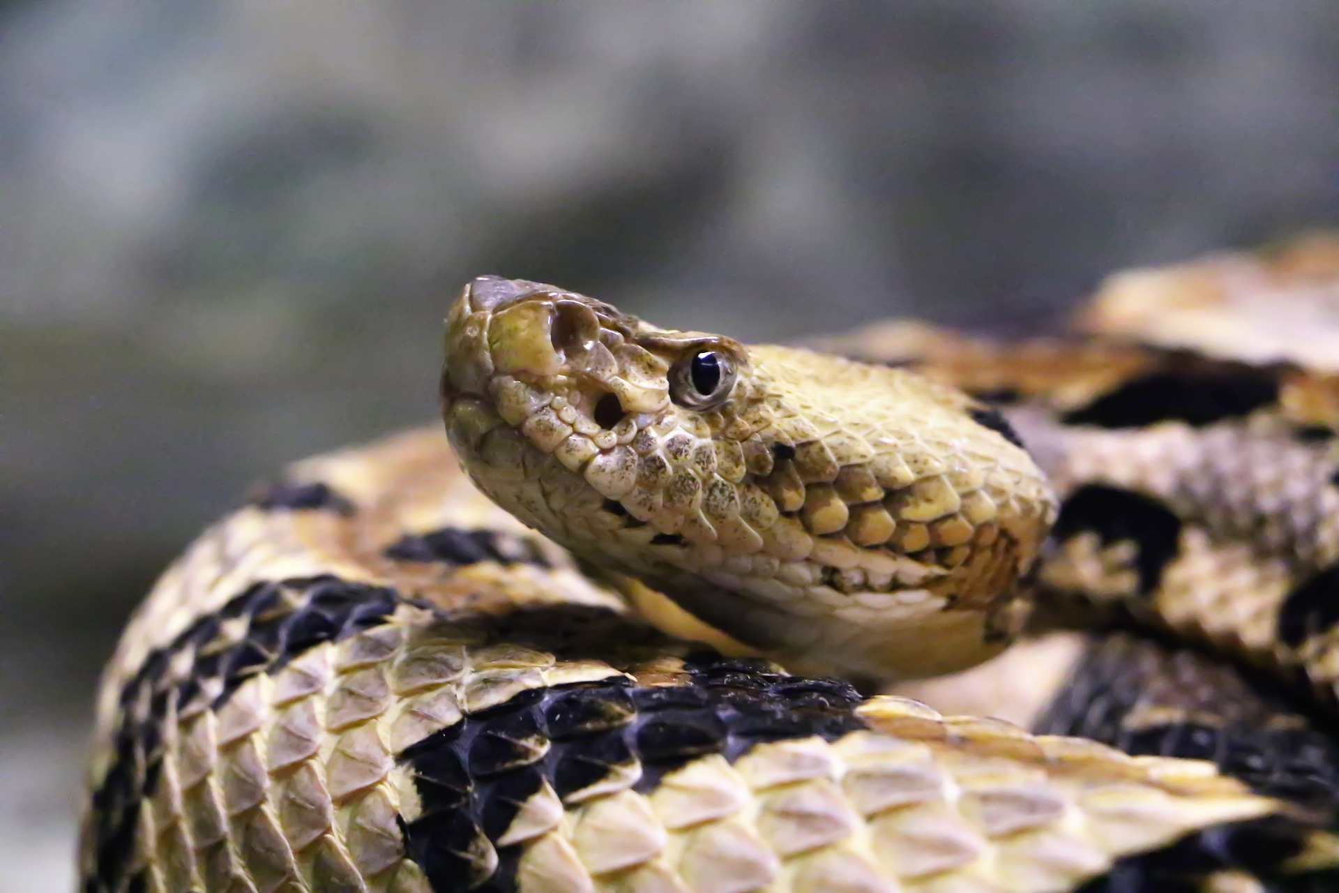 Curled rattlesnake