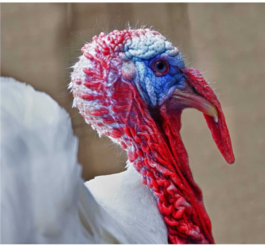 The head of a turkey, white feathers and red skin on head