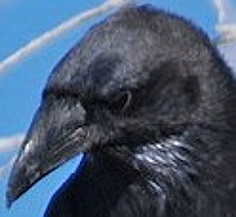 closeup of head of a chihuanuan raven