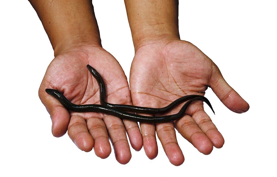 two hands extended, holding two small eels