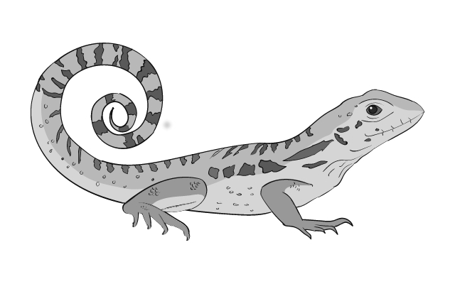 black and white illustration of a curly-tail lizard