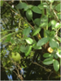 green leaves of a Pond Apple tree in a swamp