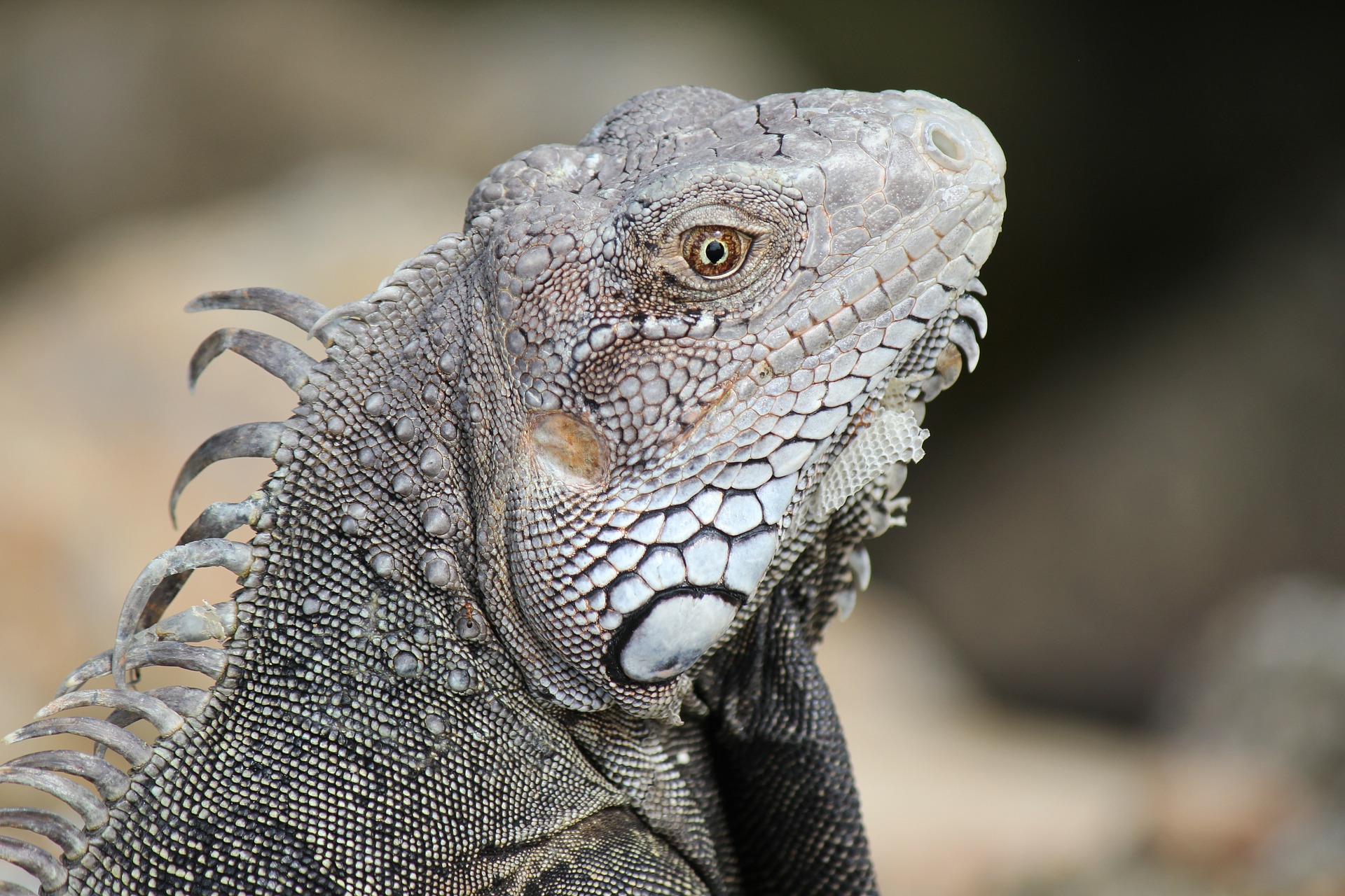 photo of the profile of a carbbean iguana