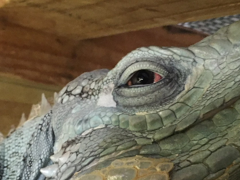 close up of red eye of rock iguana