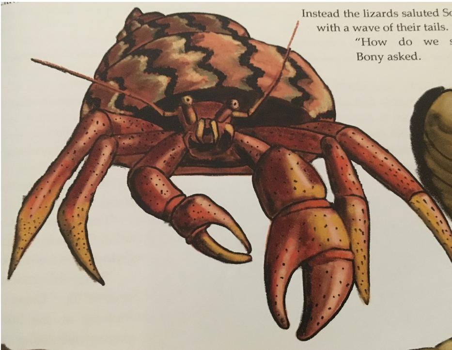 All illustration of Old Soldier, a hermit crab on Cayman Brac
