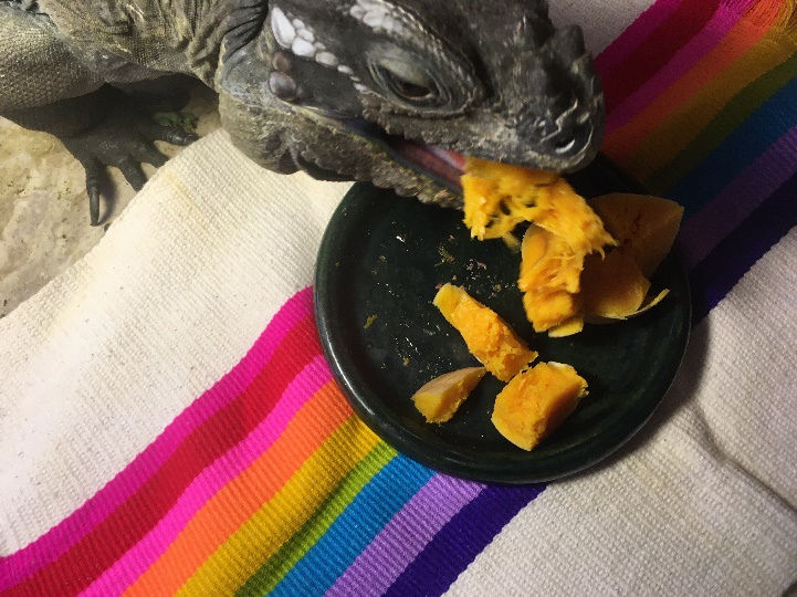 head of rock iguana eating cooked squash