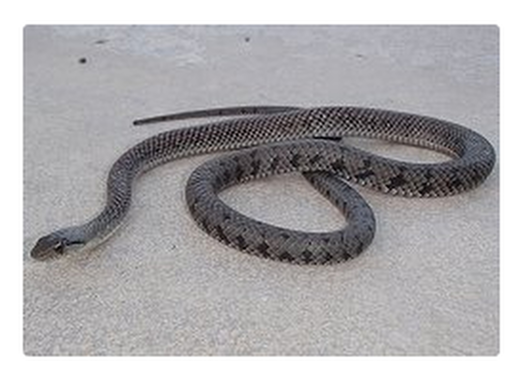 fernandina island racer snakes