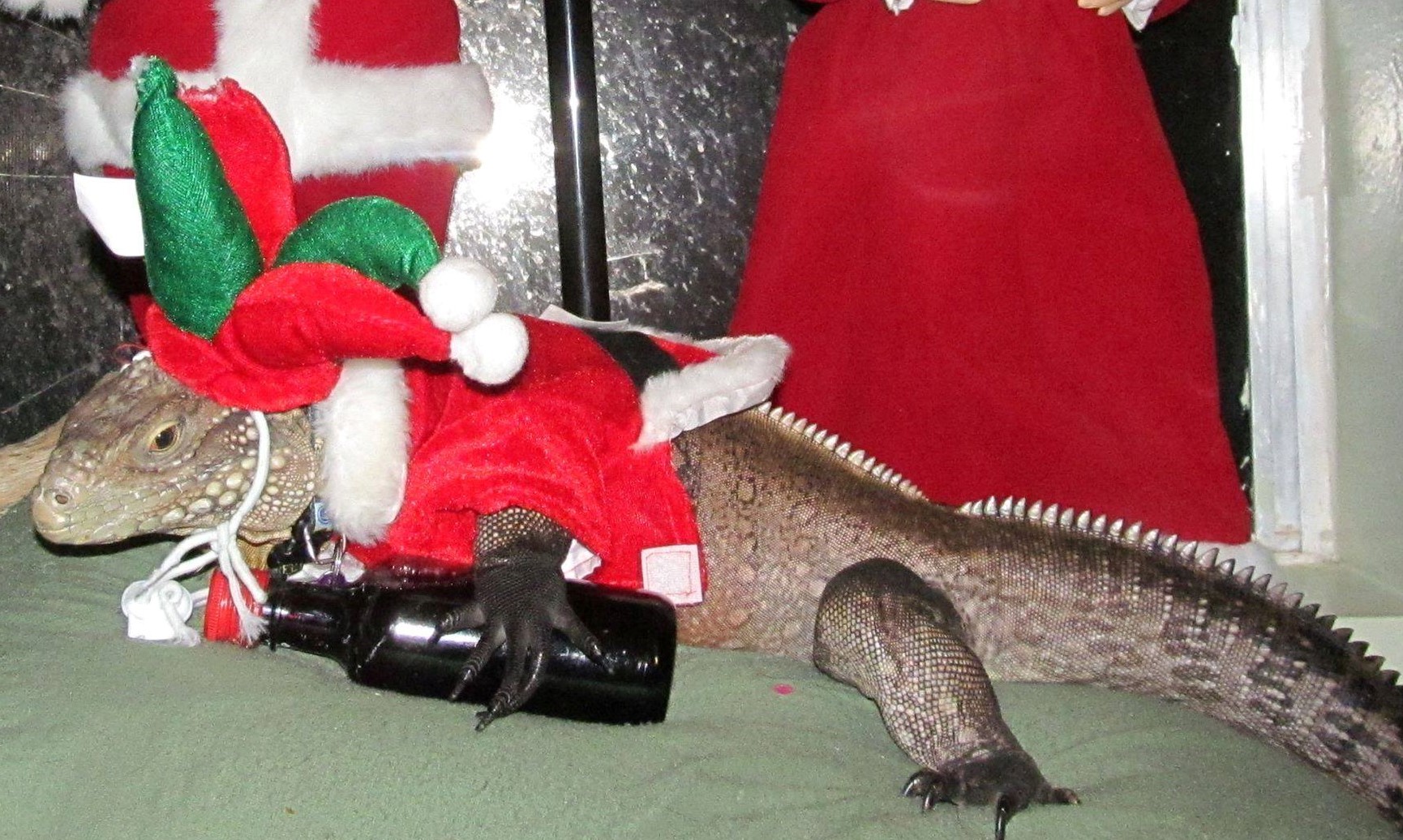 kismet iguana in elf outfit