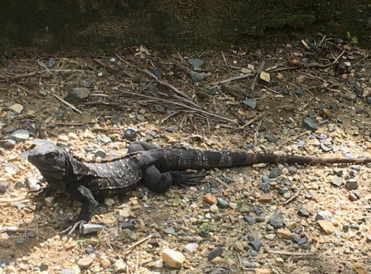 The Honduran Bay Islands Iguanas Need Protection by Elaine A. Powers ...