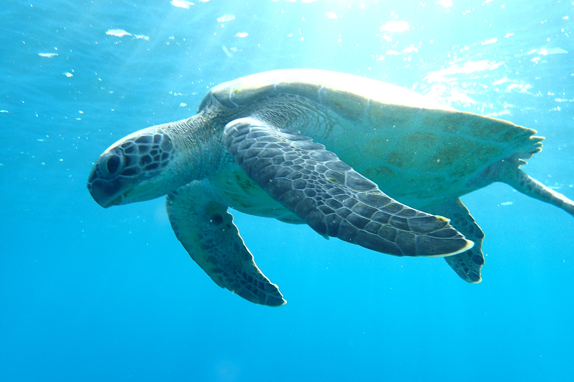 sea turtle swimming in blue ocean