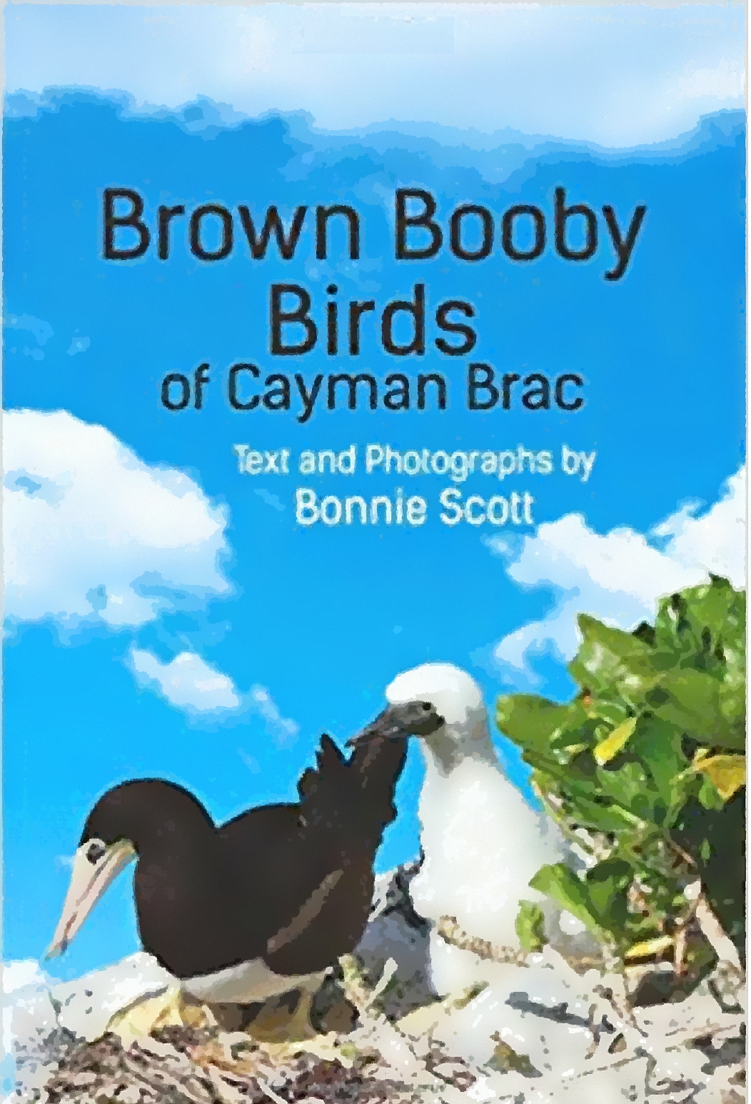 a book cover with blue sky and white clouds, with Brown Booby birds on the beach next to a bush
