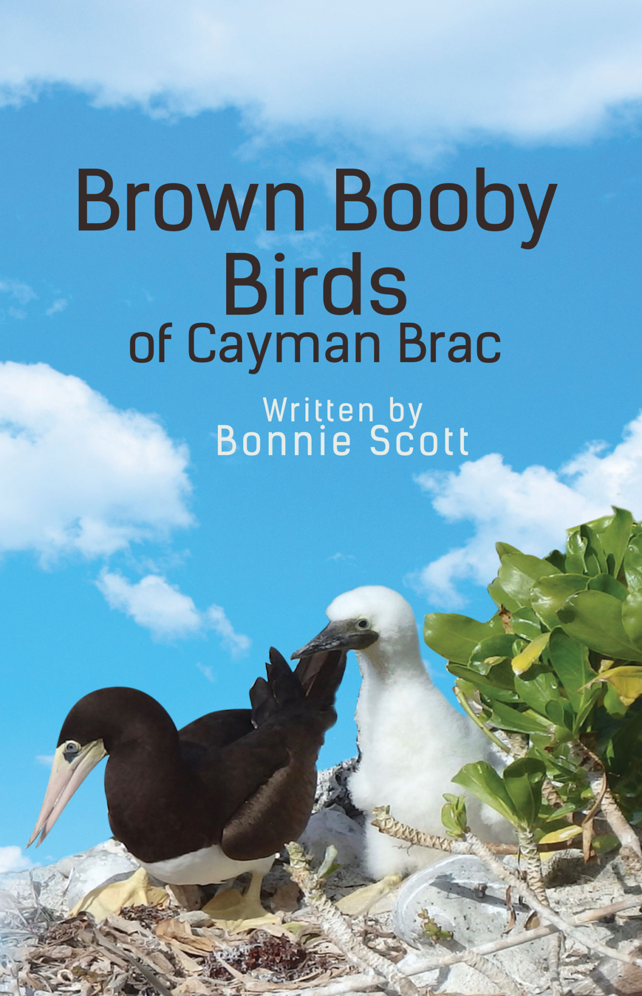 A book cover with a blue sky, white clouds and brown booby birds on the beach