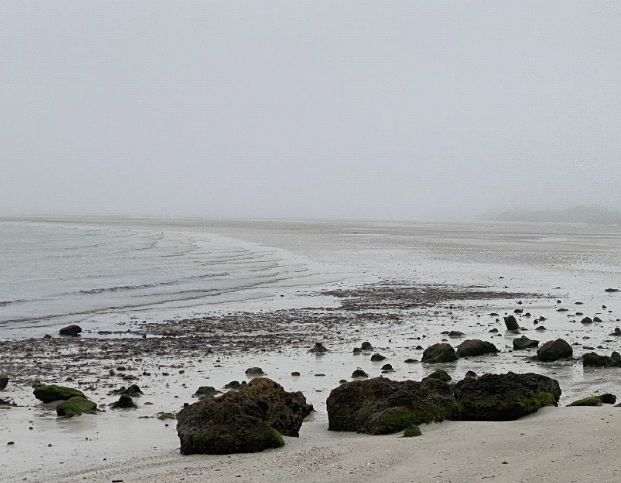 A gray, foggy day at the ocean, with white waves rolling onto the beach against black rocks