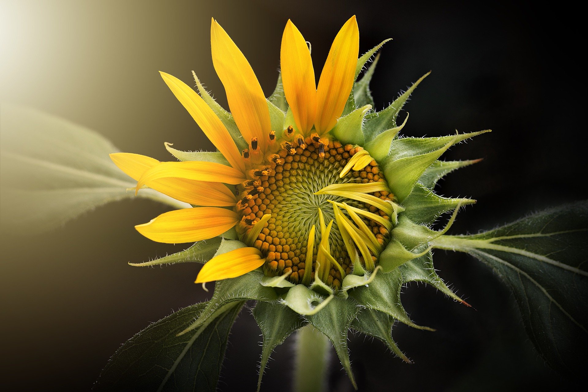 close up photo of sunflower head