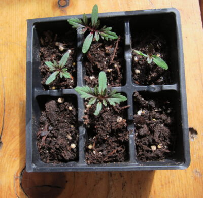 close up photo of plant seeds started in a flat