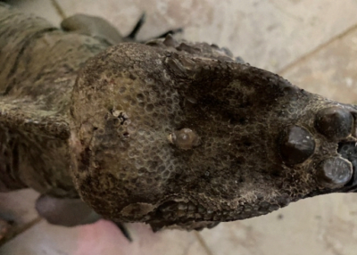 photo of third eye of rhini iguana