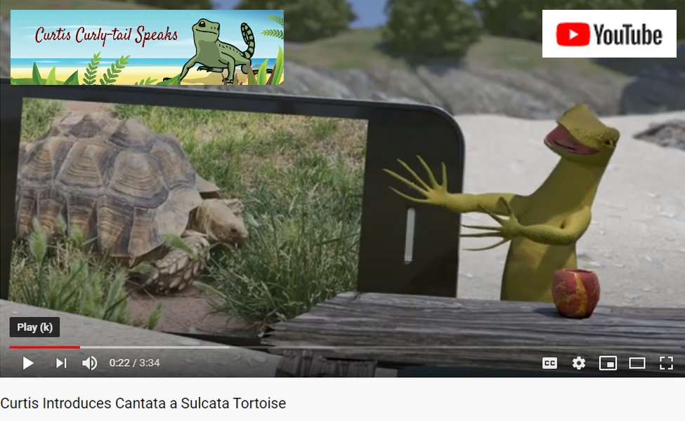 image of a curly-tail lizard pointing to a cell phone showing  a picture of a Sulcata tortoise