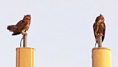 Great Horned Owls on cell tower
