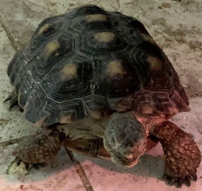 photo of a tortoise native to Sonoran Desert