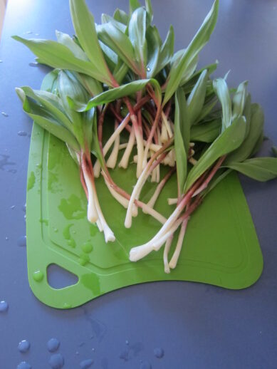 photo of wild onions called ramps