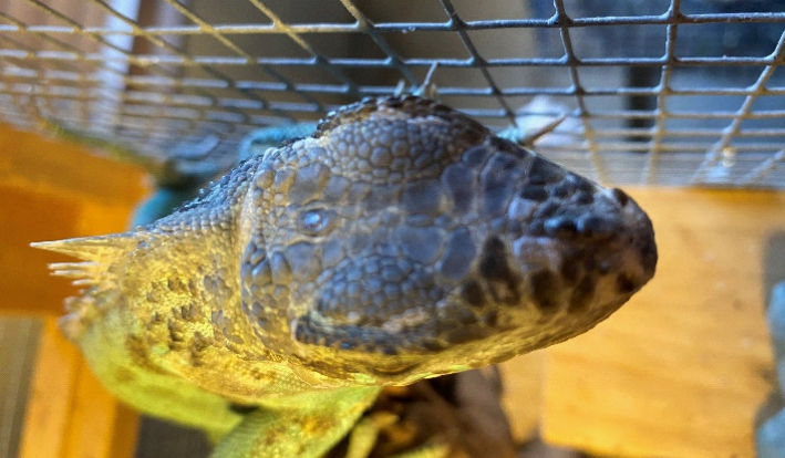 photo of third eye of green iguana