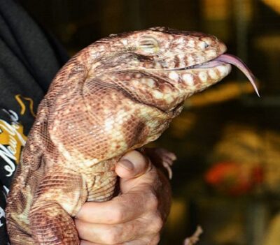 a photo of the head of a red tegu large lizard