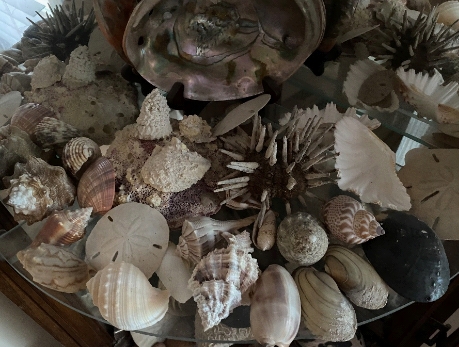 a photo of a collection of seashells on a dark table