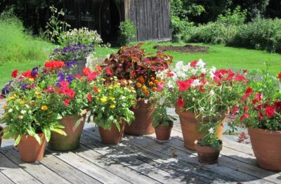 photo of flowers in pots on deck