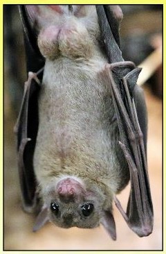 image of a fruit bat hanging upsidedown