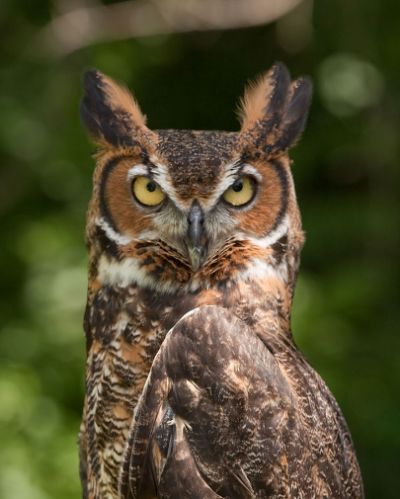 photo of great horned owl, courtesy of wikipedia