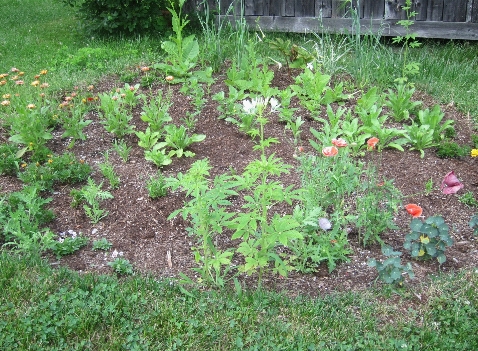 photo of flower bed with grown flowers