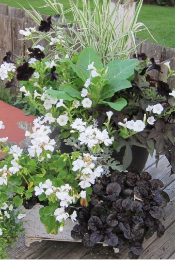 photo of black and white flowers in a pot