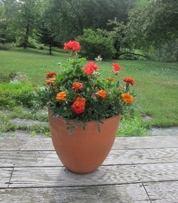 photo of a pot planted simply with one type of flower