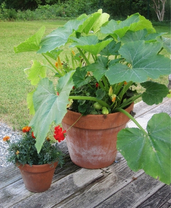 photo of  a squash hybrid in a pot