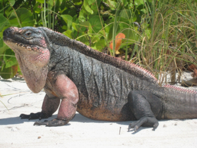 Photo of single iguana on white bay cay