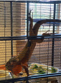 photo of a red green-iguana hanging upside down eating