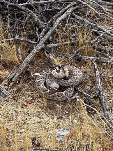 photo Western Diamondback Rattler in Sonoran Desert