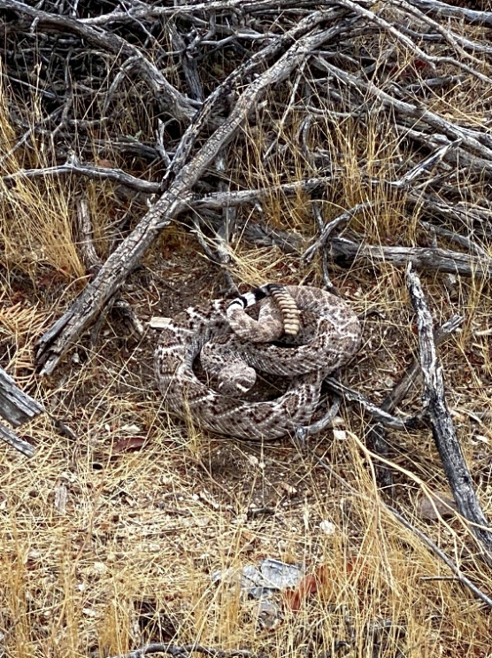 photo Western Diamondback Rattler in Sonoran Desert