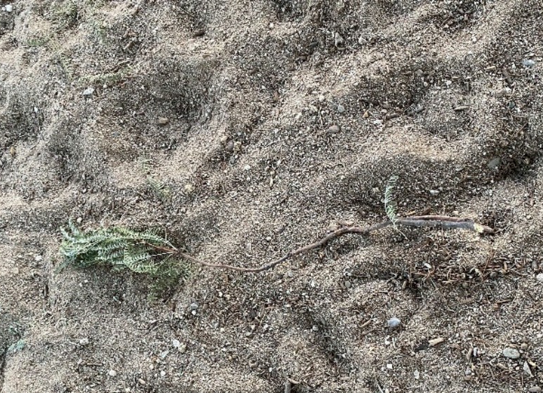 Photo of desert sand and broken tree branch