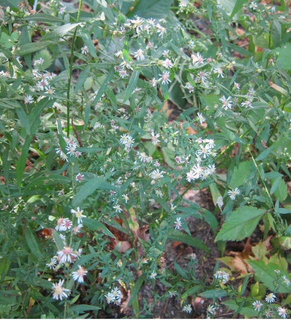 photo os wild white aster flowers