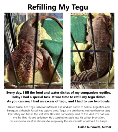 graphic of tegu reptile in water dish