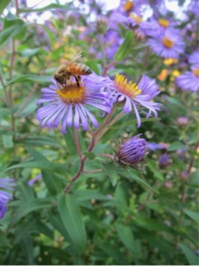 photo of a purple flower Purple Dome Aster