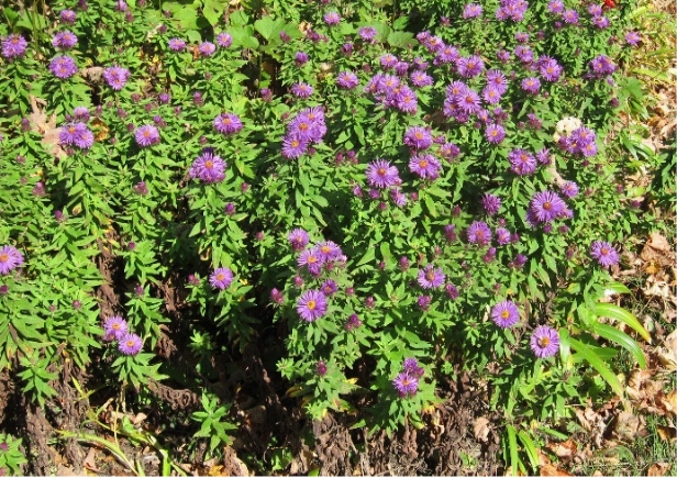 photo of aster flowers