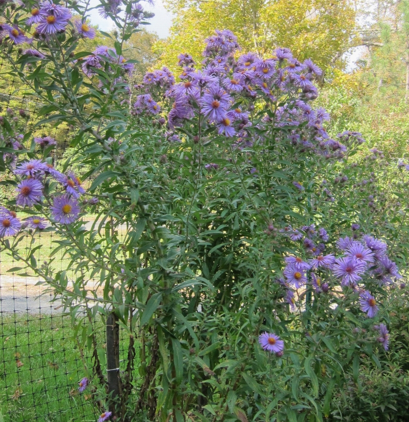 photo of new england aster flower