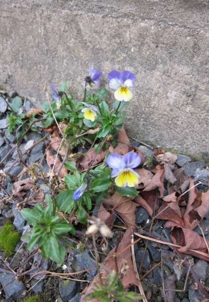 photo of viola flowers in winter garden
