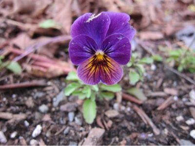 picture of violas in winter garden