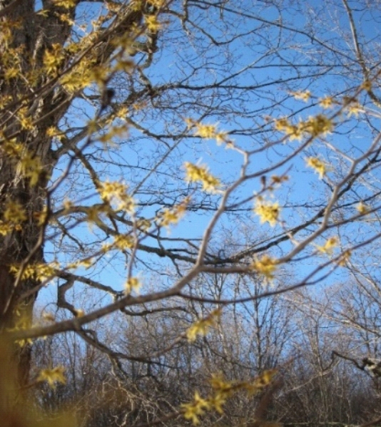 photo of witch-hazel tree