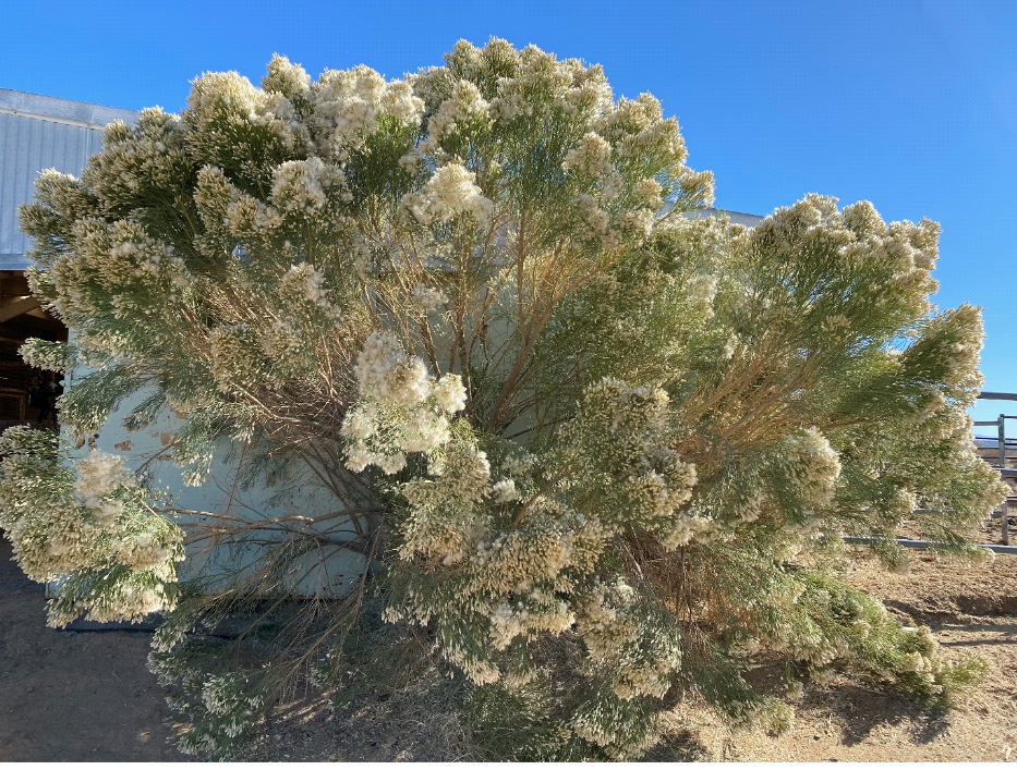 photo of Desert Broom plant
