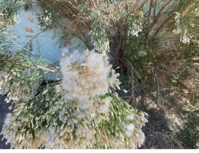 photo of Desert Broom