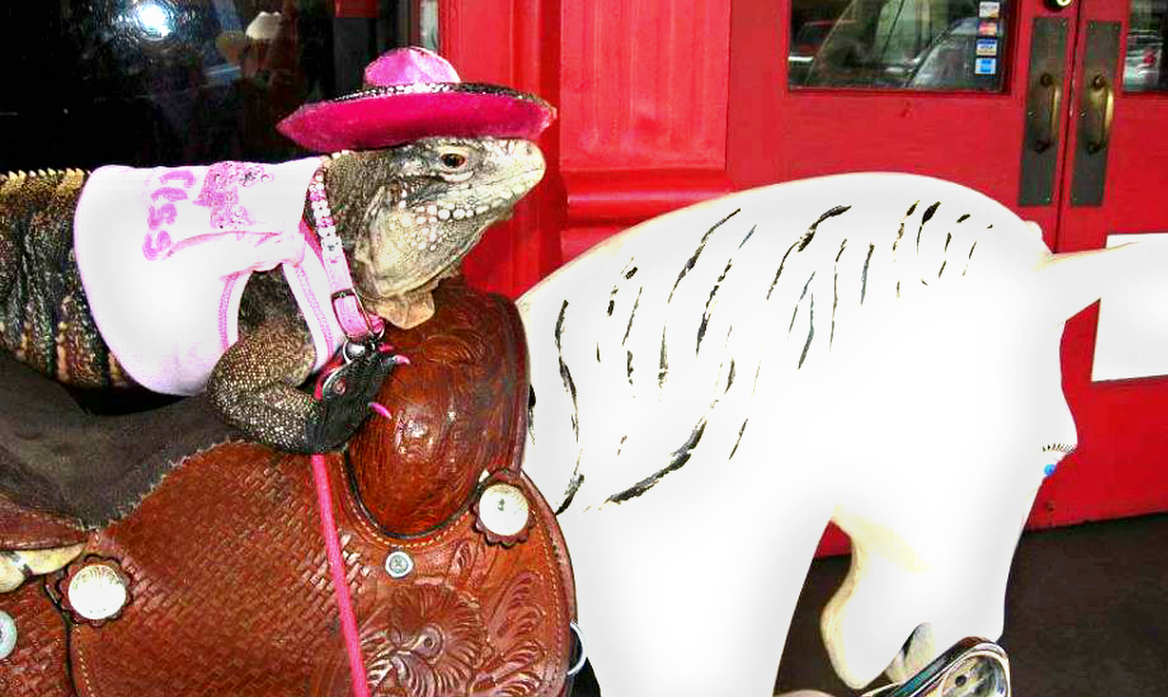 Iguana in pink hat